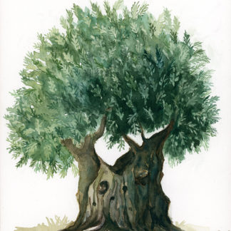 Gethsemane Olive Tree by Shaima’ Farouki