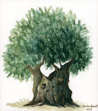 Gethsemane Olive Tree by Shaima’ Farouki